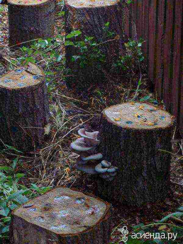 we grow oyster mushrooms at home on stumps
