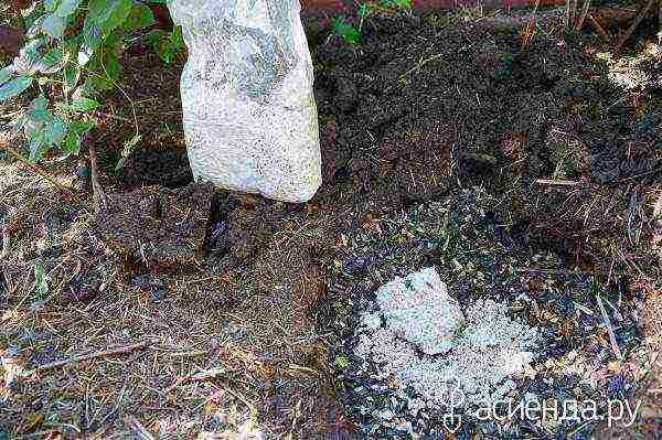 we grow oyster mushrooms at home on stumps