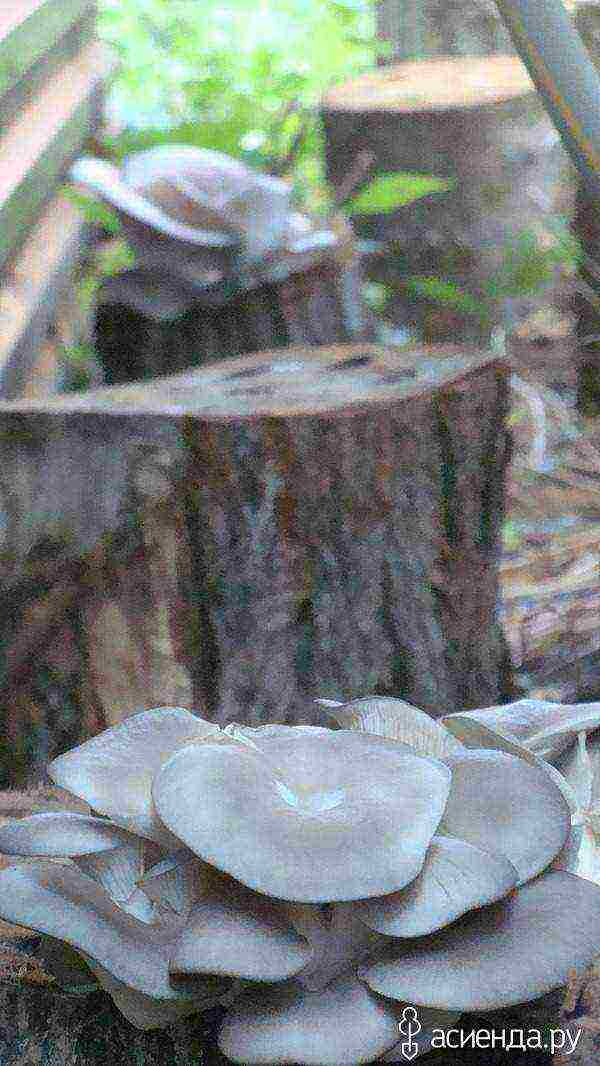 we grow oyster mushrooms at home on stumps