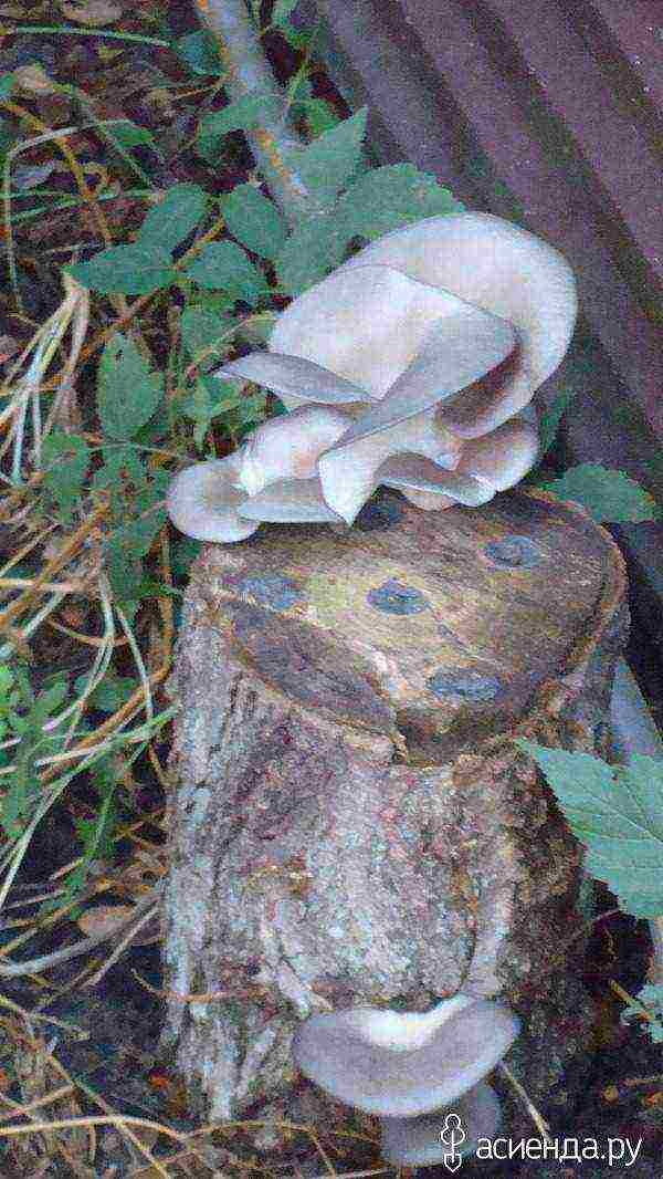 we grow oyster mushrooms at home on stumps