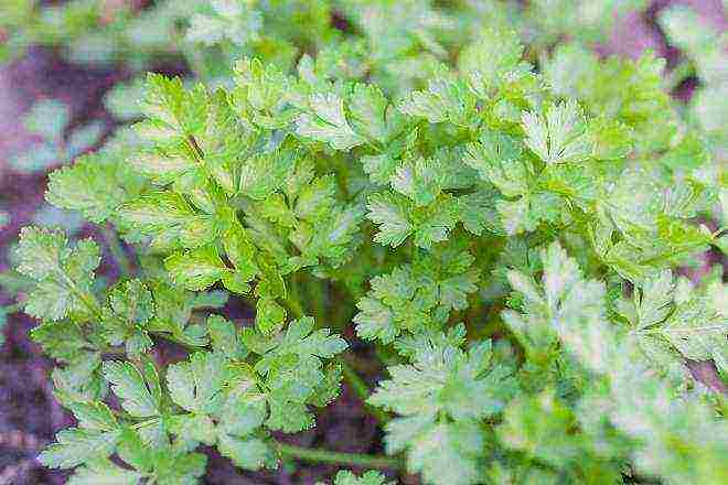 we grow greens at home