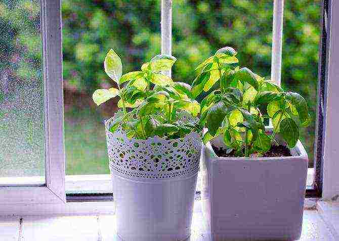 grow basil at home