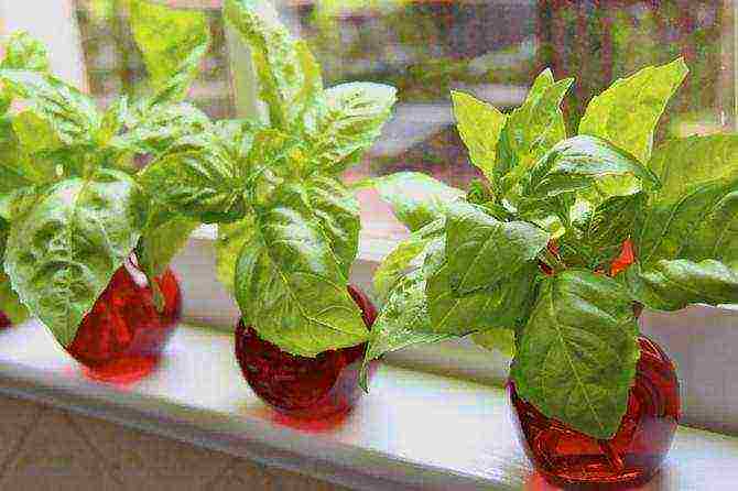 grow basil at home