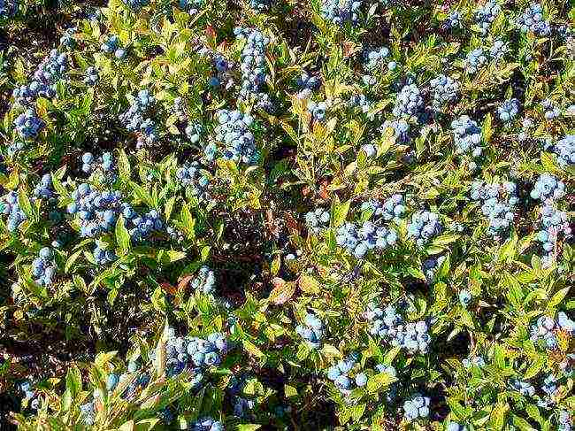 grow blueberries at home