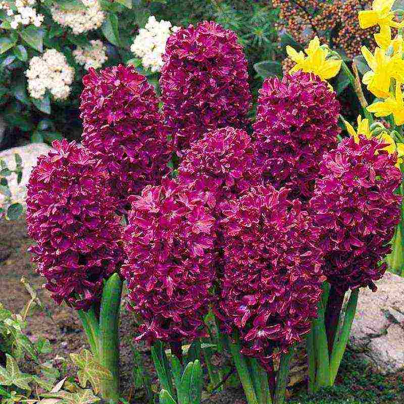 grow hyacinth at home