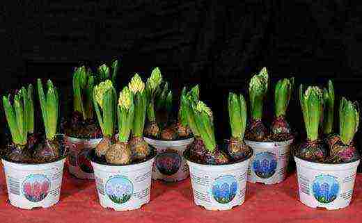 grow hyacinth at home