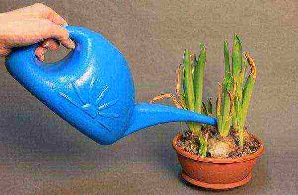 grow hyacinth at home