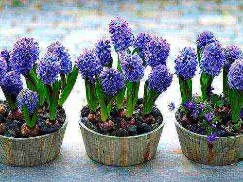 grow hyacinth at home