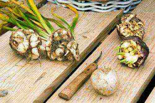 grow hyacinth at home