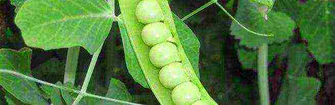 grow peas at home