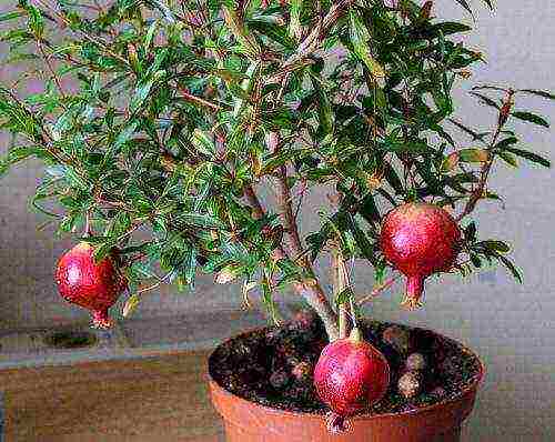 grow pomegranate at home