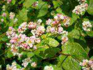 grow buckwheat at home