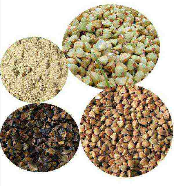 grow buckwheat at home