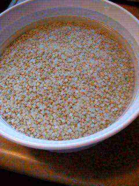 grow buckwheat at home