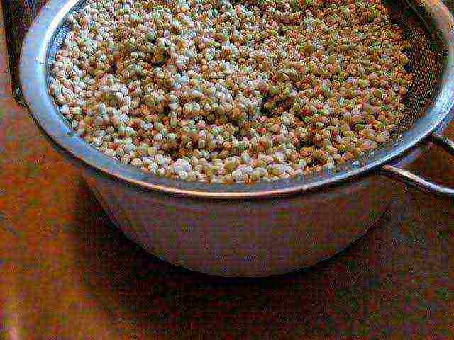 grow buckwheat at home