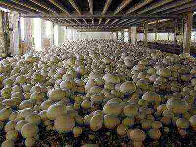 grow mushrooms at home champignons