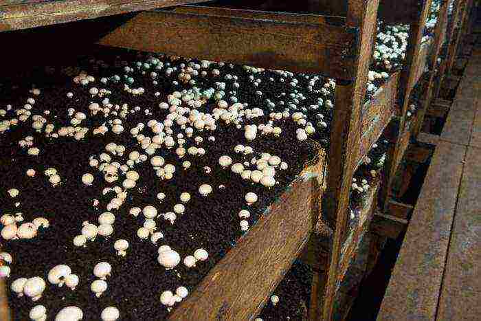 grow mushrooms at home in the basement