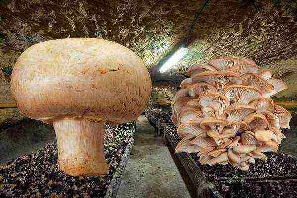 grow mushrooms at home in the basement