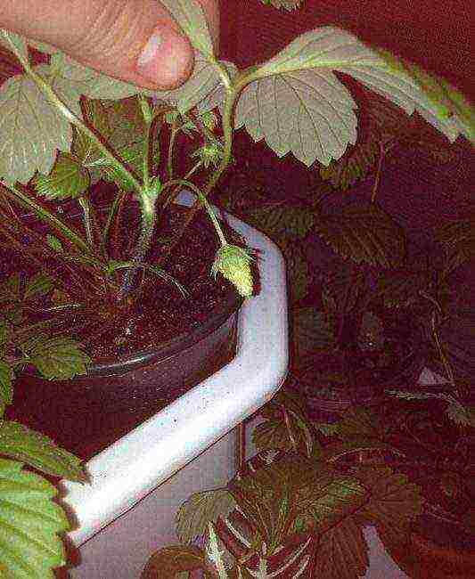 grow strawberries at home