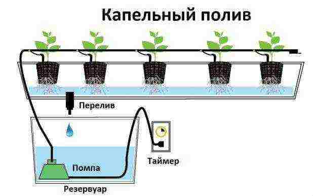 grow strawberries at home