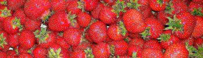 grow strawberries at home