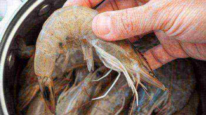 grow shrimp at home