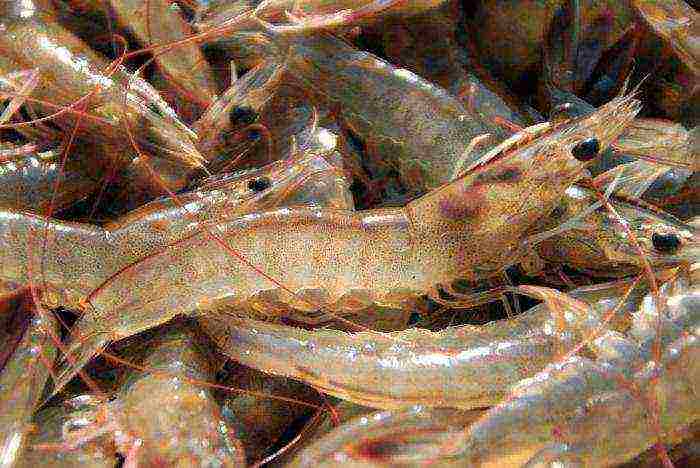 grow shrimp at home