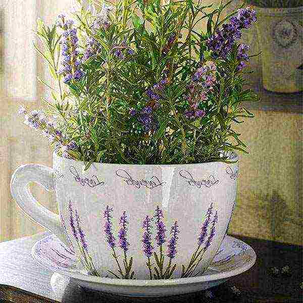 grow lavender at home