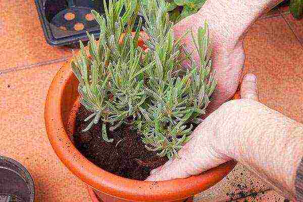 tumubo ng lavender sa bahay