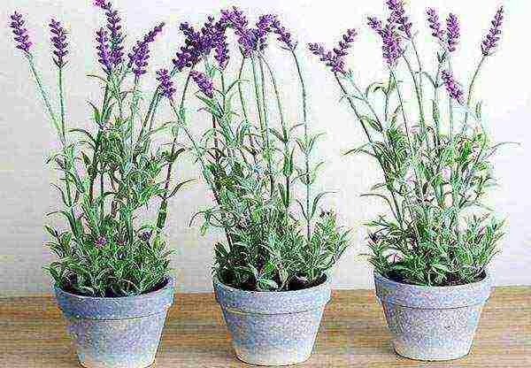 tumubo ng lavender sa bahay