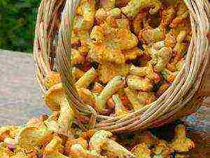 grow chanterelles at home