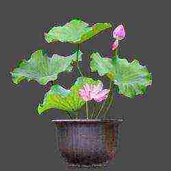 grow lotuses at home