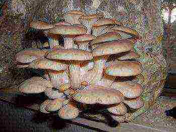 grow oyster mushroom mycelium at home