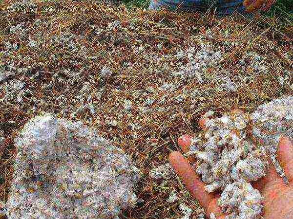 palaguin ang mycelium ng talaba ng talaba sa bahay