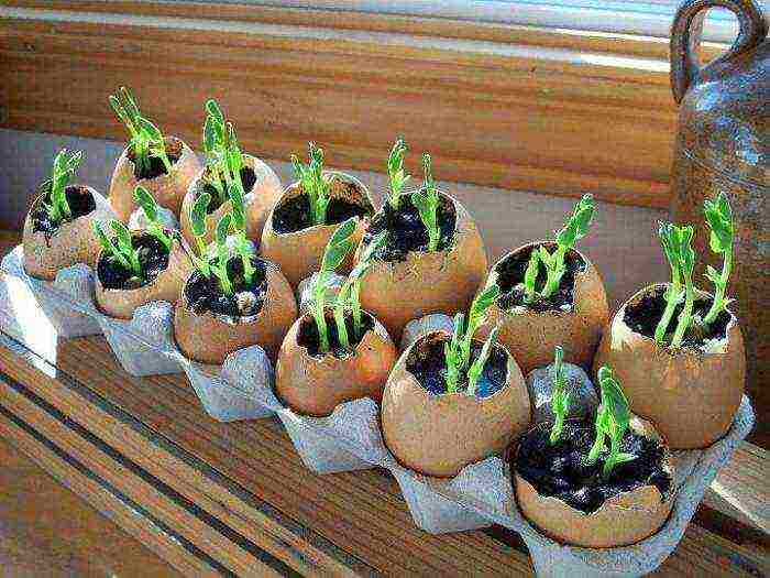 grow cucumbers at home