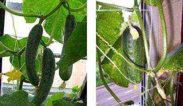 grow cucumbers at home