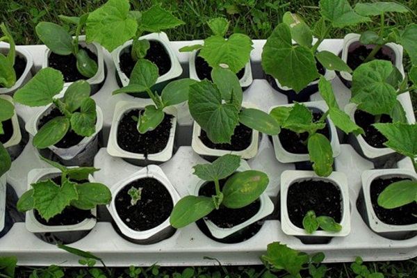 grow cucumbers at home