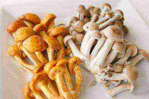 grow mushrooms at home