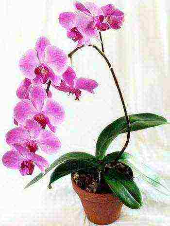 grow orchids at home