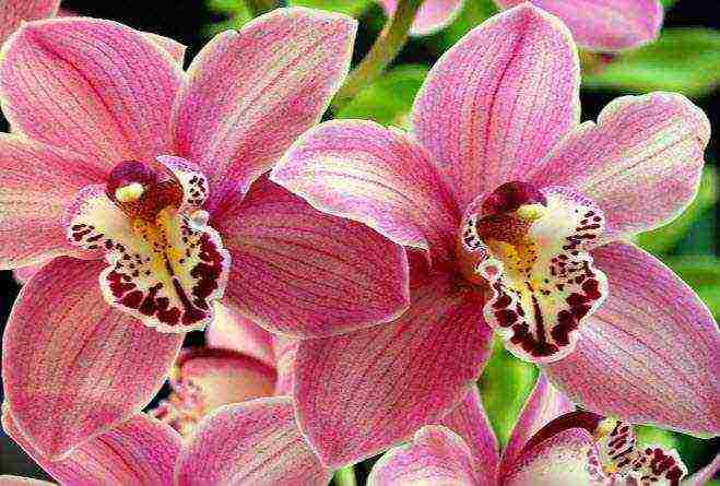 grow orchids at home