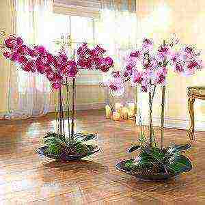 grow orchids at home