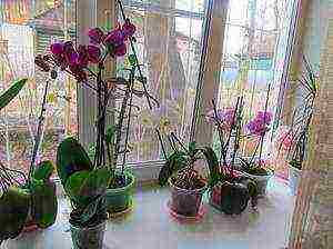 grow orchids at home