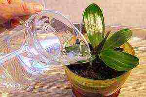 grow orchids at home