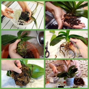 grow orchids at home