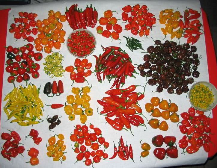 grow peppers at home