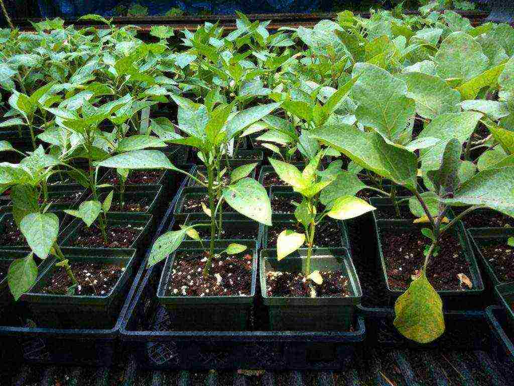 grow peppers at home