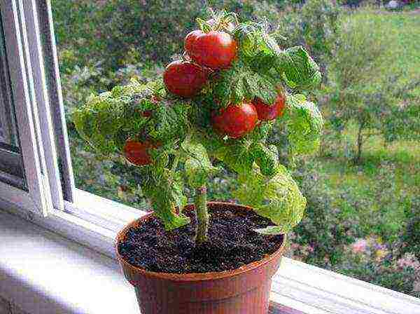 grow tomatoes at home