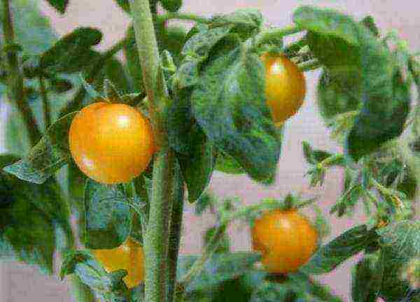 grow tomatoes at home