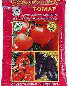 grow tomatoes at home