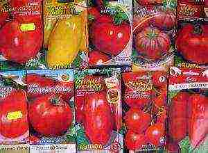 grow tomatoes at home